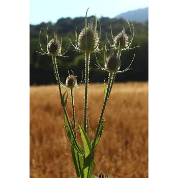 Natural Milk Thistle 